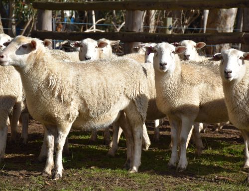 Sheep Central 9.8.2021 | Low Footprint Lamb Nudie ewes top online sale at $546
