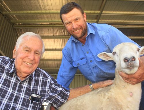 Sheep Central 2.11.2018 | Victorian worm resistant shedding sheep win Samoan project approval