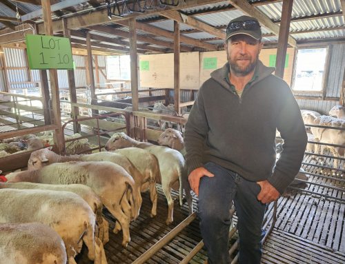 Low Footprint Lamb Nudie Ram Sale 2023